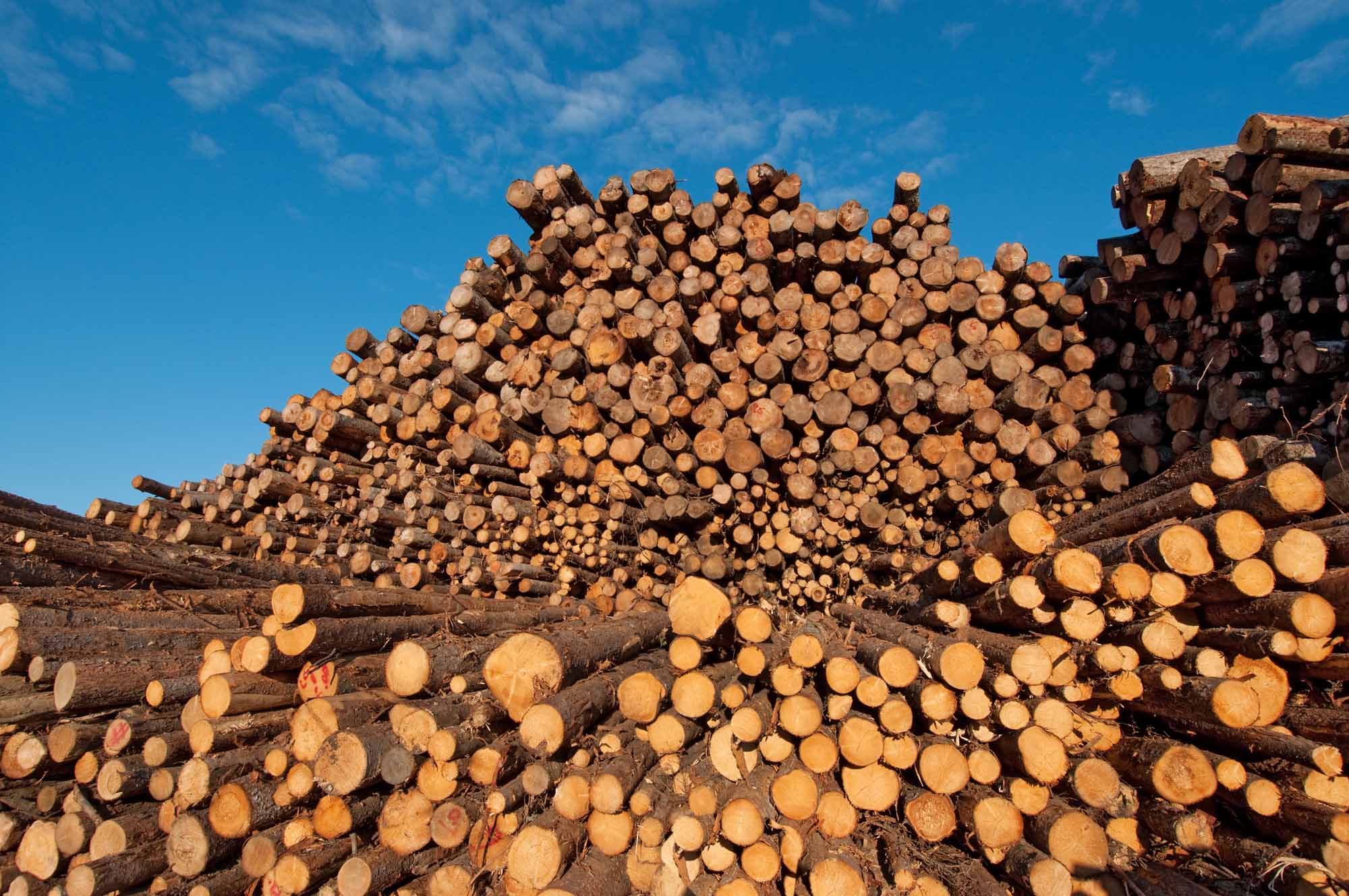 VENTA DE MADERA PARA SOSTENIMIENTO MINERO
